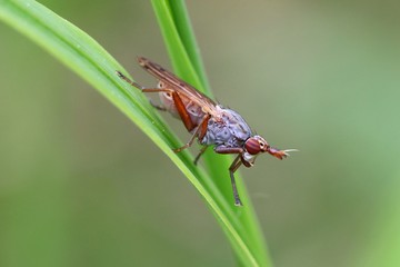 A beautiful fly (Elgiva cucularia) posing on a leaf.