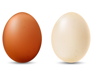 Vector Set of Two Chicken Eggs. Brown and White.