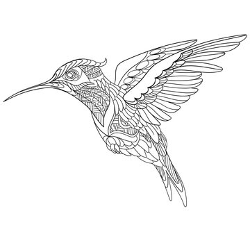 Zentangle stylized cartoon hummingbird, isolated on white background. Sketch for adult antistress coloring page. Hand drawn doodle, zentangle, floral design elements for coloring book.