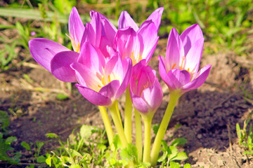Fototapeta premium little bush of flowers of colchicum autumnale