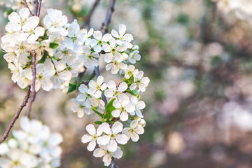 Branch of white cherry blossoms
