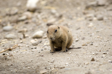 Cynomys ludovicianus or Black-tailed prairie dog Baby