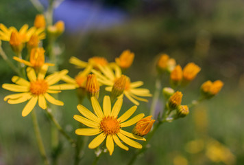 Obraz premium View close up of the wild flower of a yellow daisy with natural background.