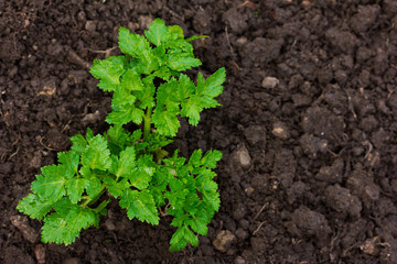 Bush of parsley growing in the ground in the garden in the spring. closeup top view. copy space. Free space for text