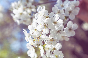 Naklejka na ściany i meble Beautiful white cherry blossom close-up