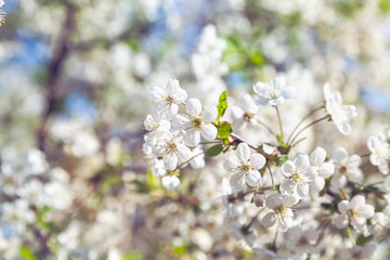 Branch of white cherry blossoms and young green leaves