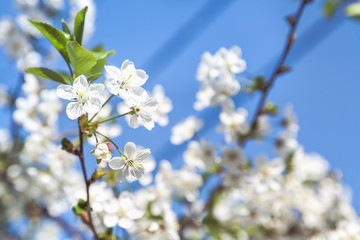 branch of cherry blossoms against blue sky