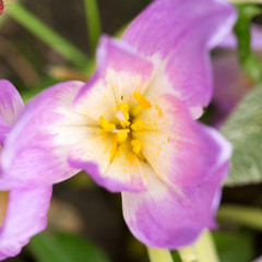 Floral postcard for your design