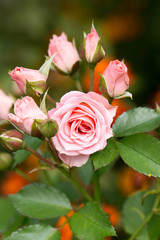 Floral postcard for your design