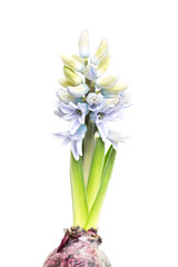 hyacinth