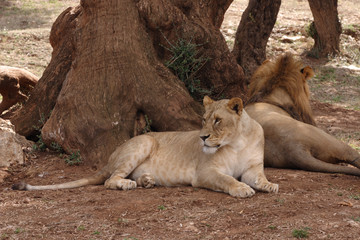 lionesses at the park zoo