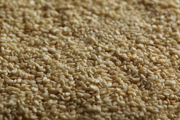 Sesame seeds background, on close up