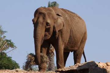 Fototapeta na wymiar elephant at the park zoo