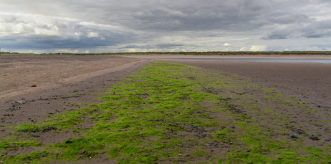 Low ocean tide with seaweed
