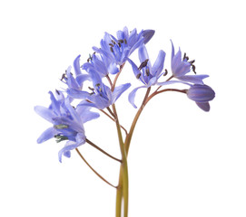 Close-up of Siberian Squill (Scilla siberica). Early spring flower isolated on white background. Shallow DOF.