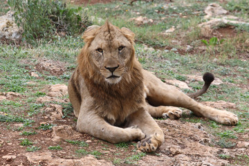 the male lion in the savanna