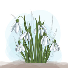 Snowdrops drawing with line decor leaves for spring