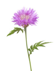 Naklejka premium Light lilac flower isolated on white background. Persian Cornflower.