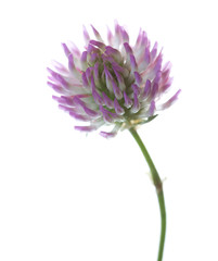 Close up  of  Clover flower isolated on white. Trifolium pratense