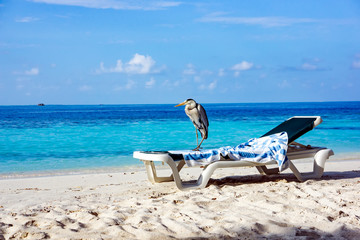Fototapeta na wymiar Grey Heron on a sun lounger