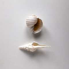 Two large ocean shell. Top view