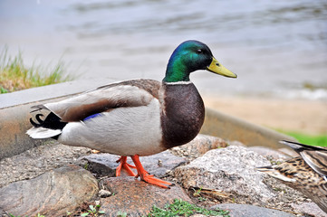 Mallard Duck