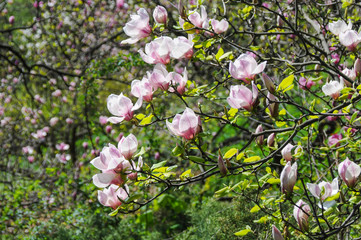 Bush blooming magnolia
