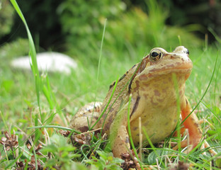 Frog