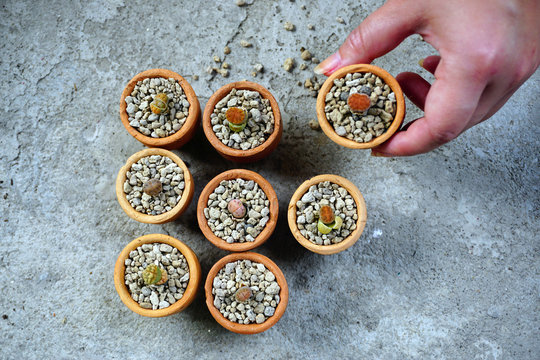 Home planting. cactus lithop in pots