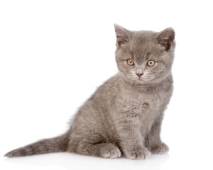 Obraz premium tiny cat looking at camera. isolated on white background