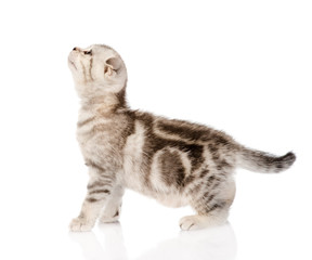 scottish kitten standing in profile and looking up. isolated on