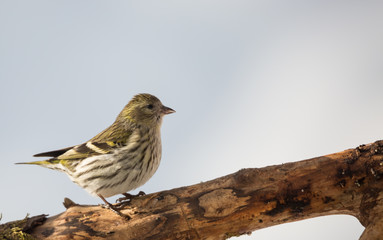 Tarin des aulnes femelle