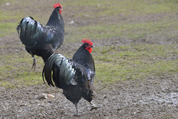 Australorp 