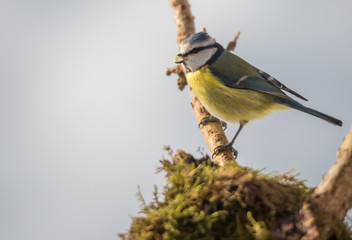Mésange bleue