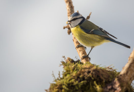 M&eacute;sange bleue