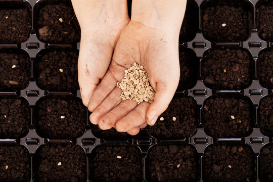 Child hands with seeds to be sowed