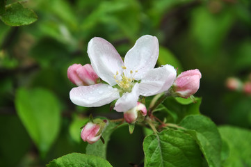 apple blossoms drop