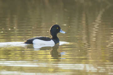 Tufted duck, Aythya fuligula