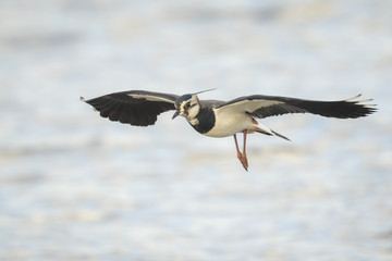 Northern Lapwing,Vanellus vanellus, in flight