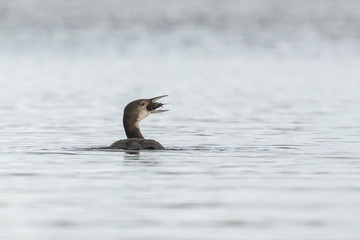 Common loon (Gavia immer) eating crayfish