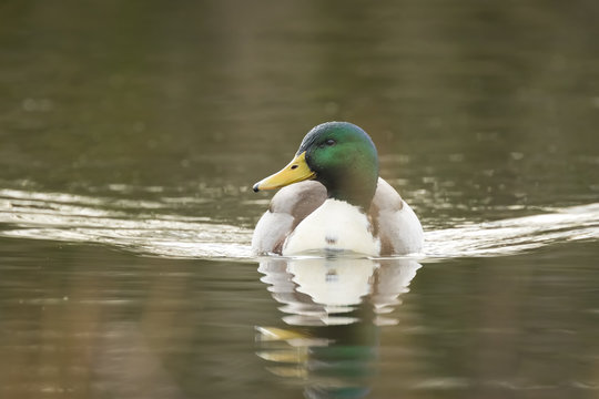 Swimming mallard duck portrait