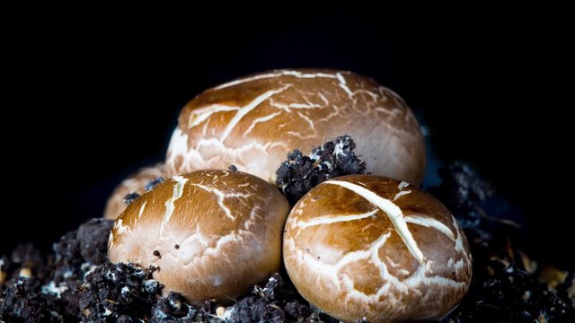 The rapid growth of champignons, time-lapse