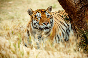 Fototapeta na wymiar Bengal tiger on grass in summer day