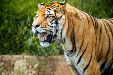  Bengal tiger in summer day