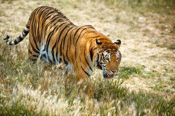  Bengal tiger in summer day