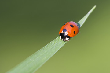 coccinelle © maschmitt