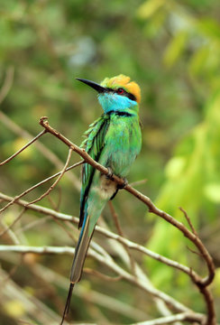 Green Bee-eater (Merops Orientalis) on a Branch, Bundala National Park, Sri Lanka