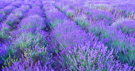 Fototapeta na wymiar Meadow of lavender