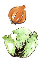 cabbage and onions watercolor illustration