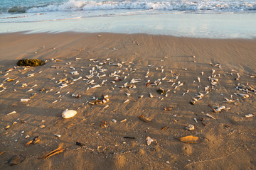 Sandy beach with lots of shells and small waves